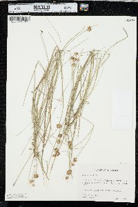 Juncus nodosus image