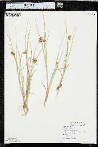 Juncus nodosus image