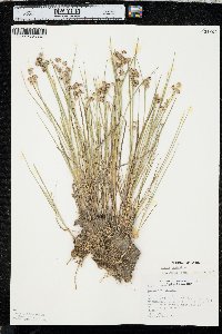 Juncus nodosus image