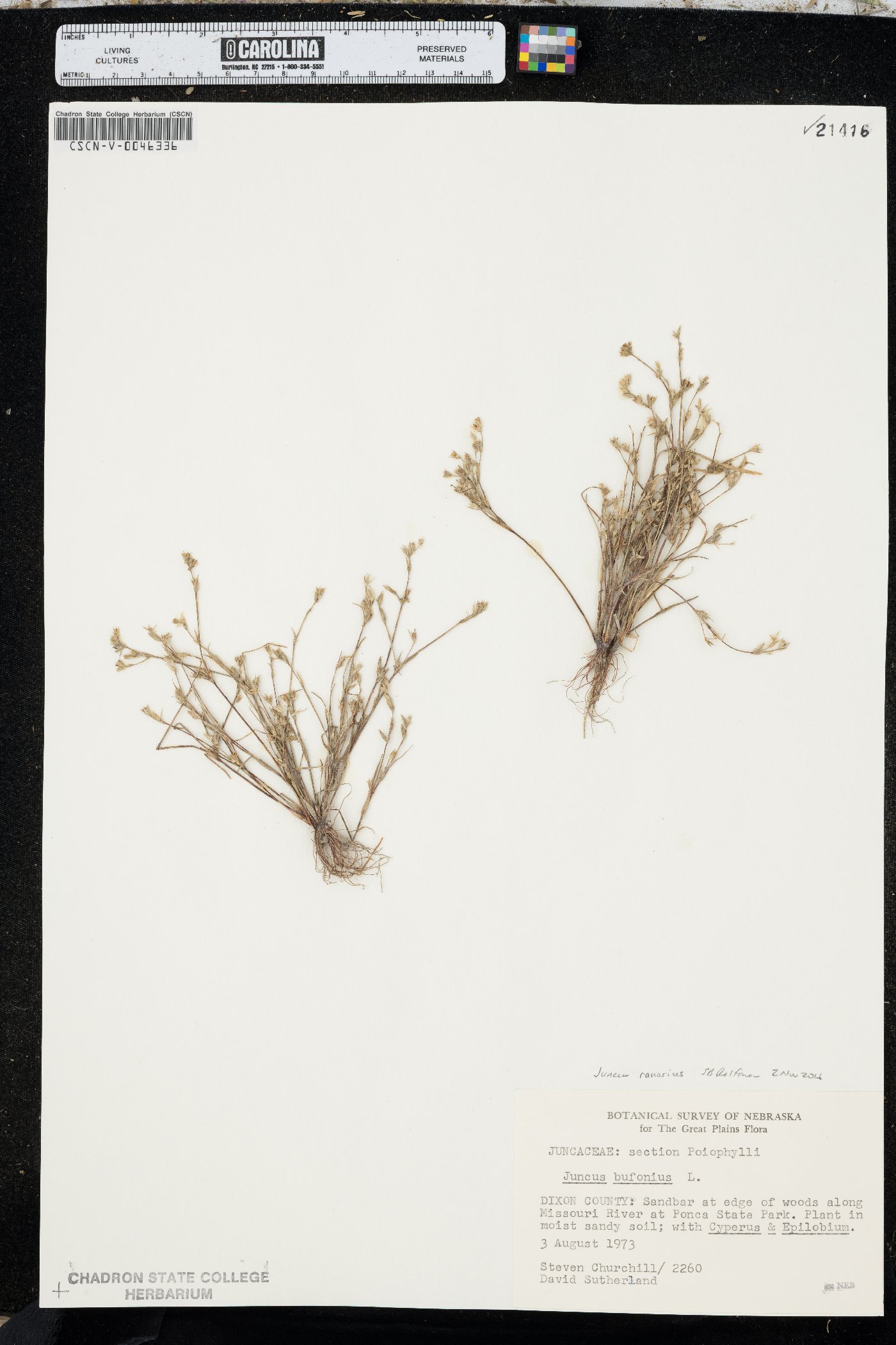 Juncus ambiguus image