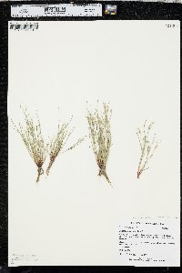 Juncus ambiguus image