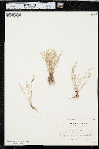 Juncus ambiguus image