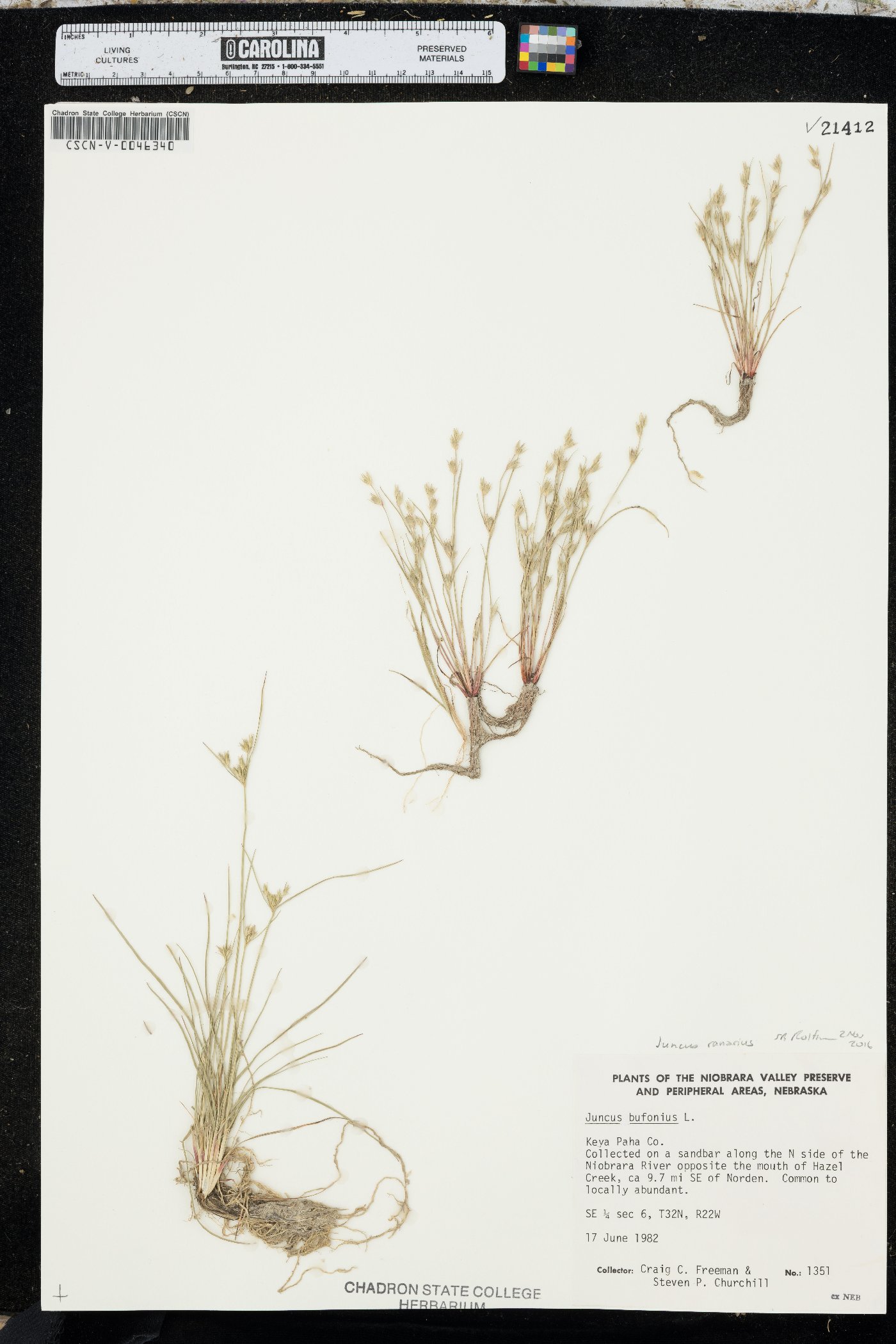 Juncus ambiguus image