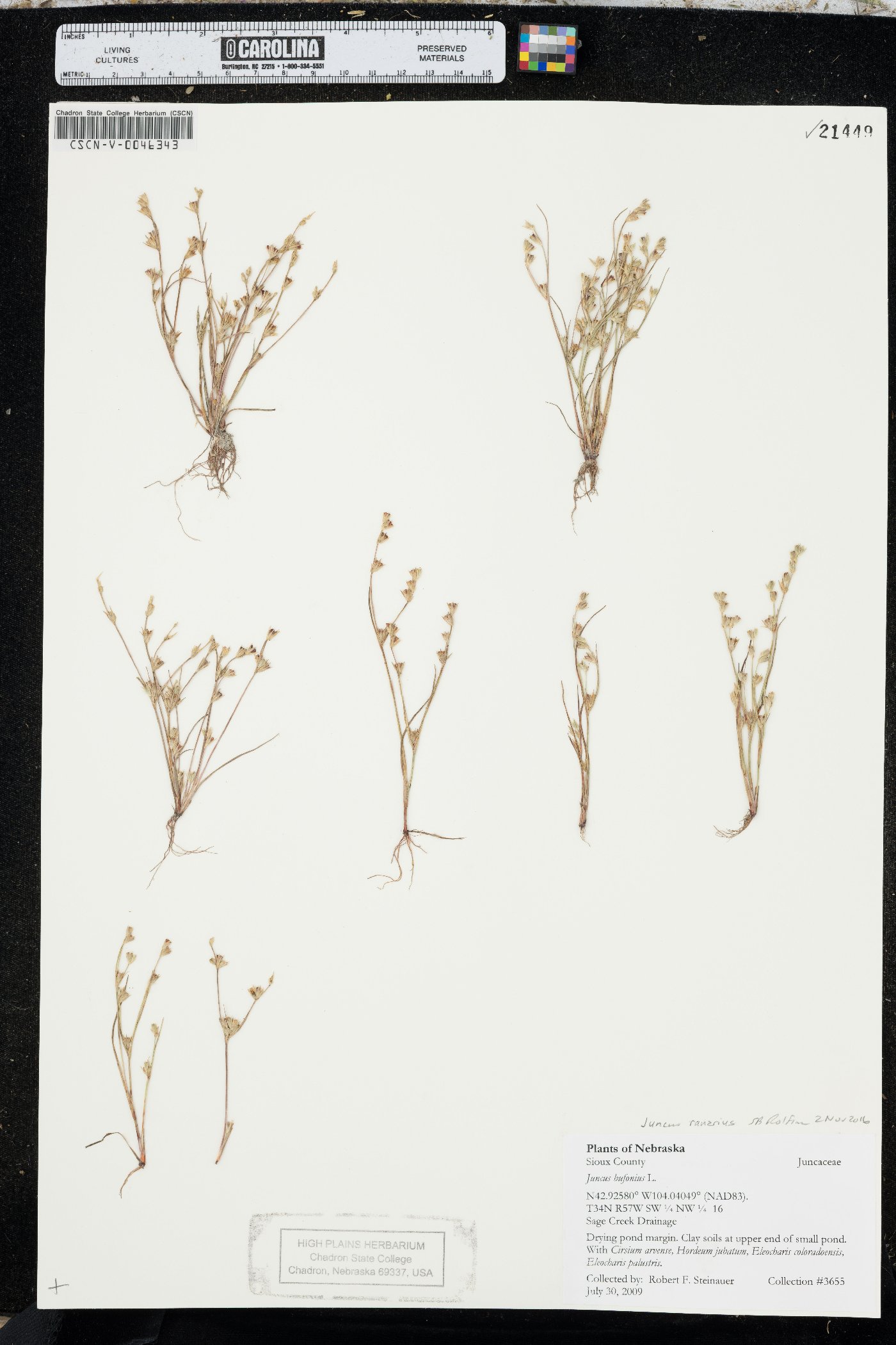 Juncus ambiguus image
