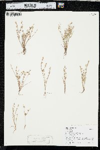 Juncus ambiguus image