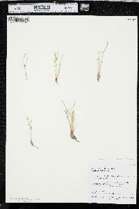 Juncus ambiguus image