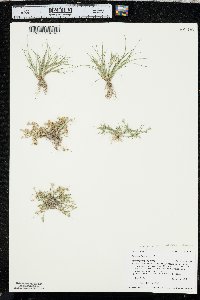 Juncus ambiguus image