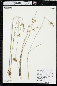 Juncus scirpoides image