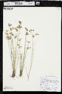 Juncus scirpoides image