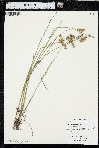 Juncus scirpoides image