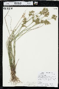 Juncus scirpoides image