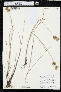 Juncus scirpoides var. scirpoides image