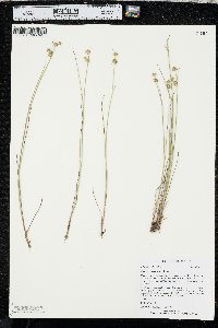 Juncus scirpoides image