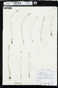 Juncus scirpoides image