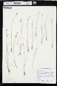 Juncus scirpoides image