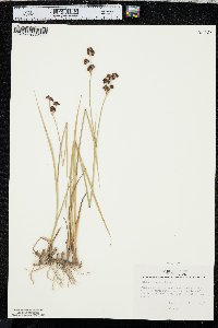 Juncus tracyi image