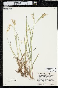 Luzula multiflora var. multiflora image