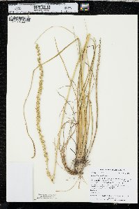 Triglochin maritima image