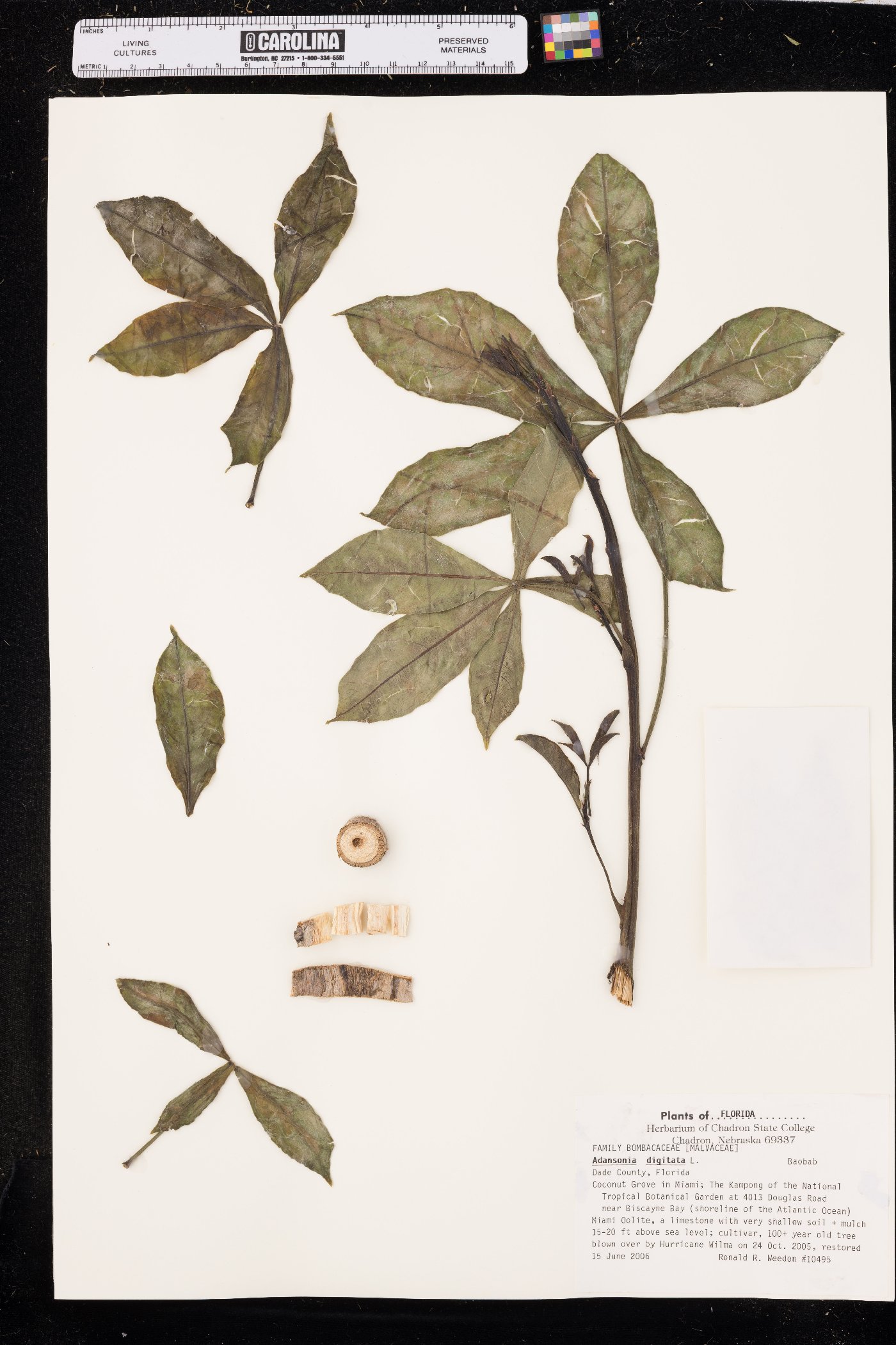 Adansonia digitata image