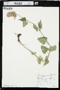 Agastache urticifolia image