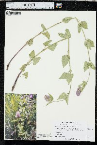 Agastache urticifolia image