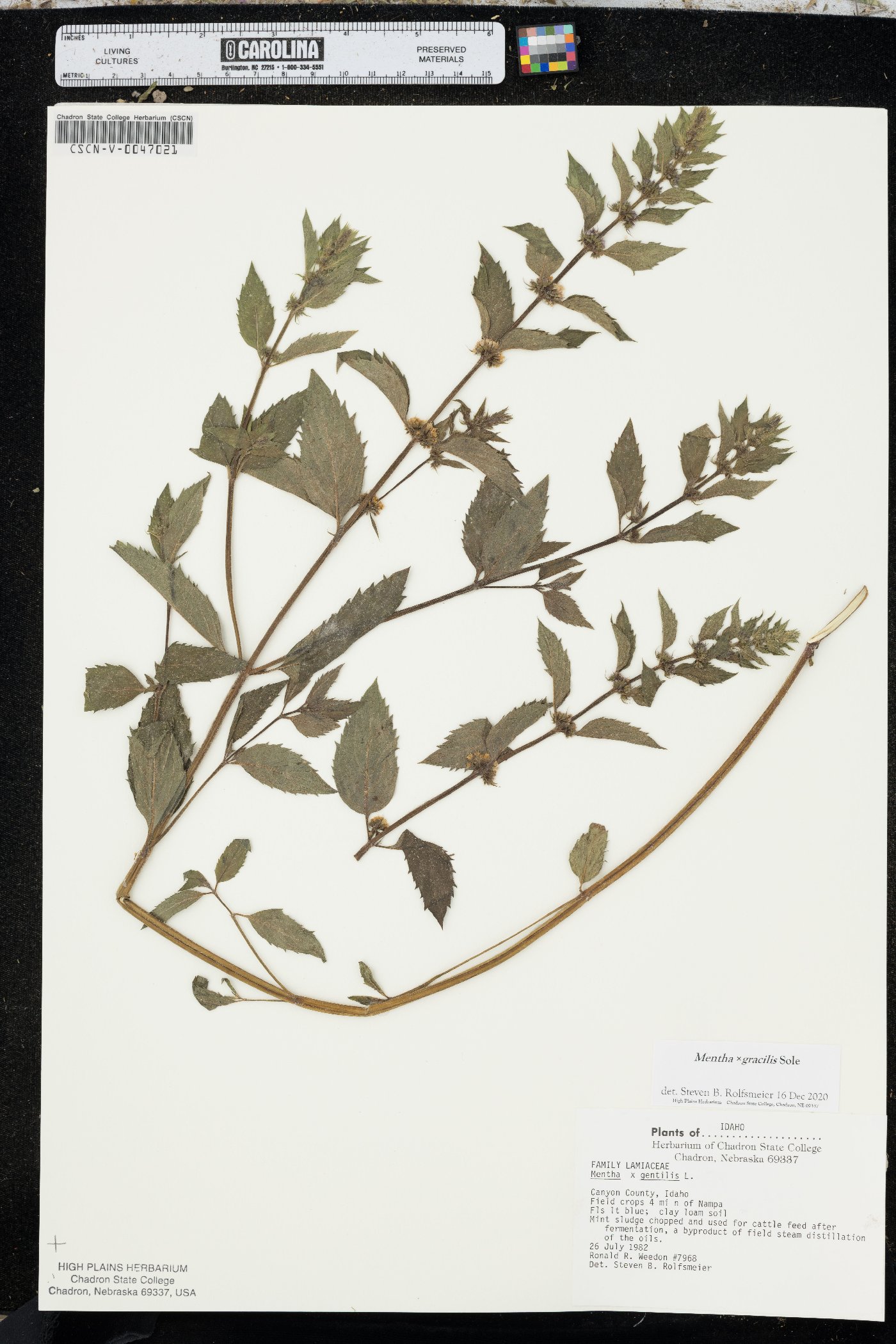 Mentha x gracilis image