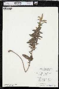 Mentha spicata image