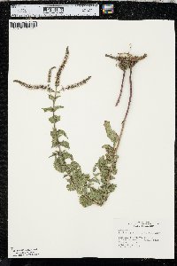 Mentha spicata image