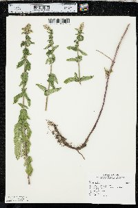 Mentha spicata image