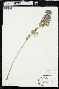 Monarda citriodora image