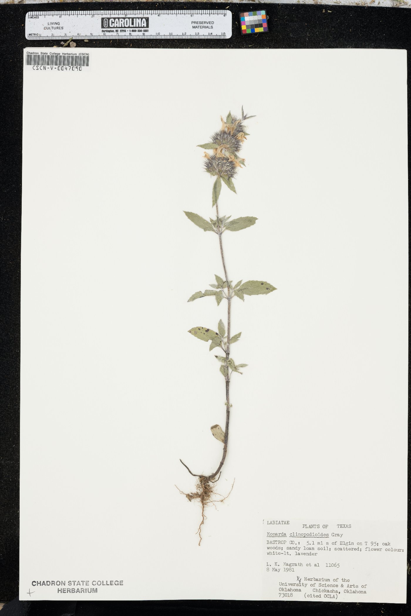 Monarda clinopodioides image