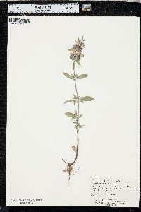 Monarda clinopodioides image