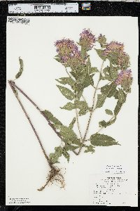 Monarda fistulosa var. mollis image