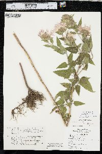 Monarda fistulosa var. mollis image