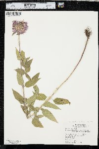 Monarda fistulosa var. menthifolia image