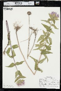 Monarda fistulosa var. menthifolia image