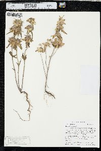 Monarda punctata image