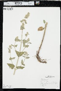 Nepeta cataria image