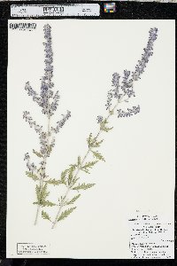 Salvia yangii image