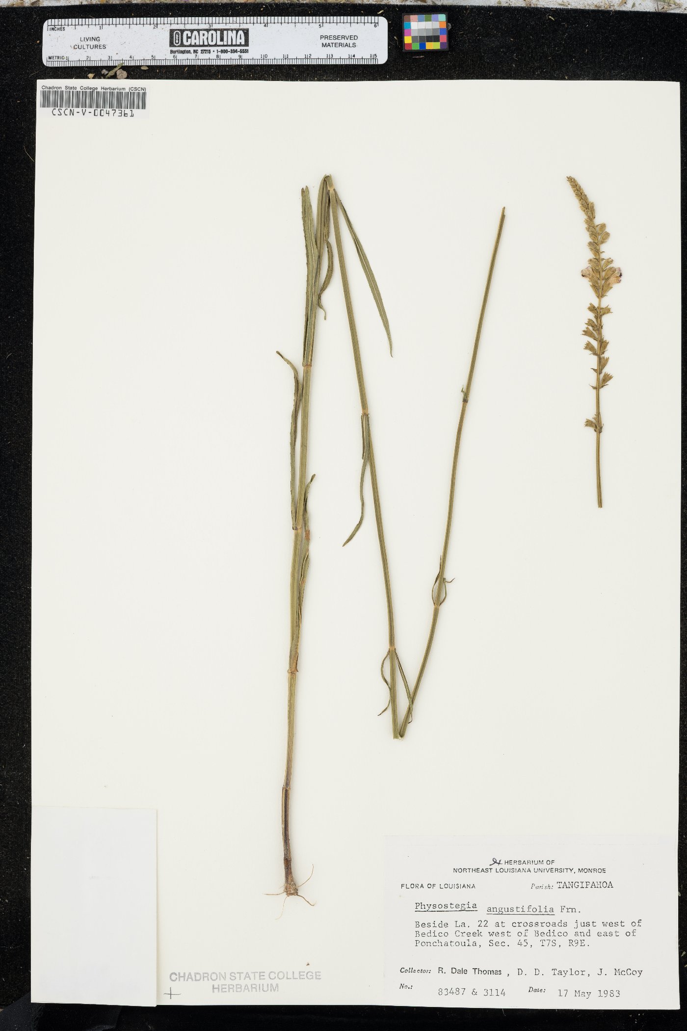 Physostegia angustifolia image