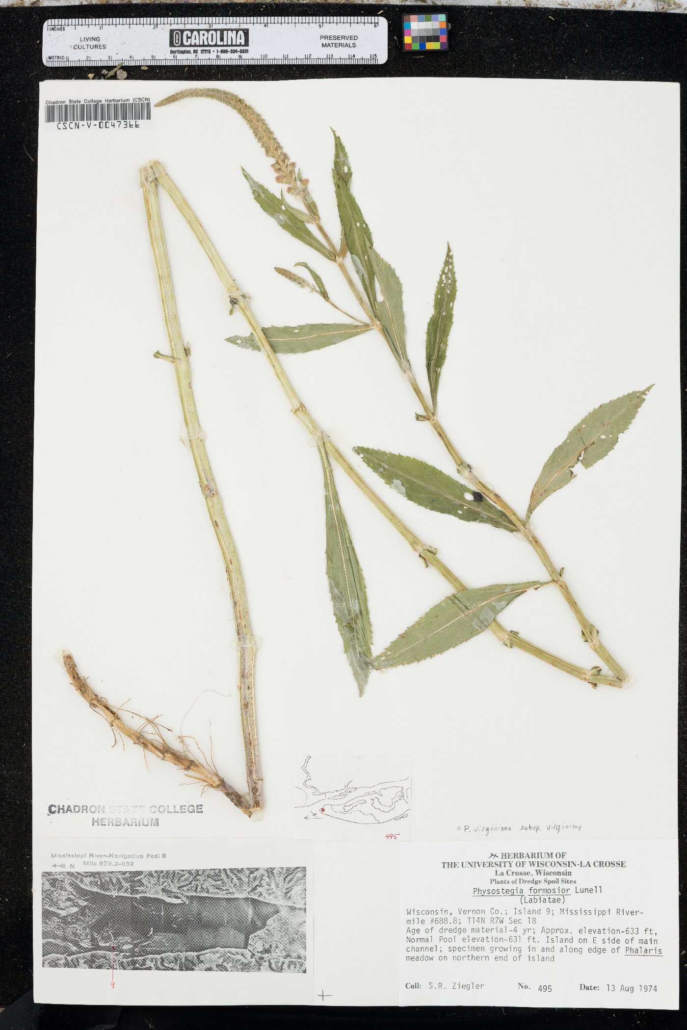 Physostegia virginiana subsp. virginiana image