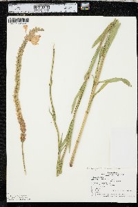 Physostegia angustifolia image