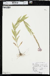 Physostegia virginiana subsp. virginiana image