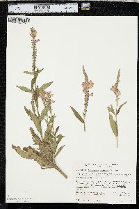 Physostegia virginiana image