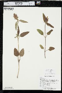 Prunella vulgaris subsp. lanceolata image