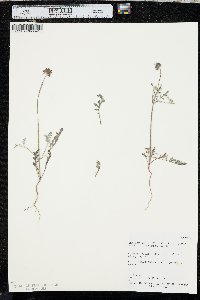 Salvia columbariae image