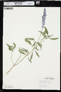 Salvia farinacea image