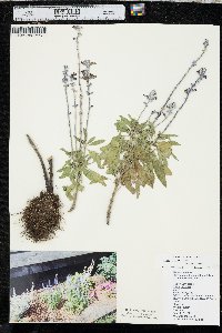 Salvia farinacea image