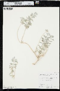 Salvia funerea image