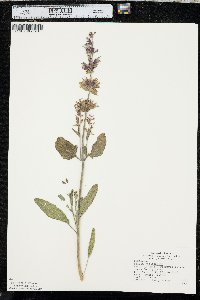 Salvia officinalis image